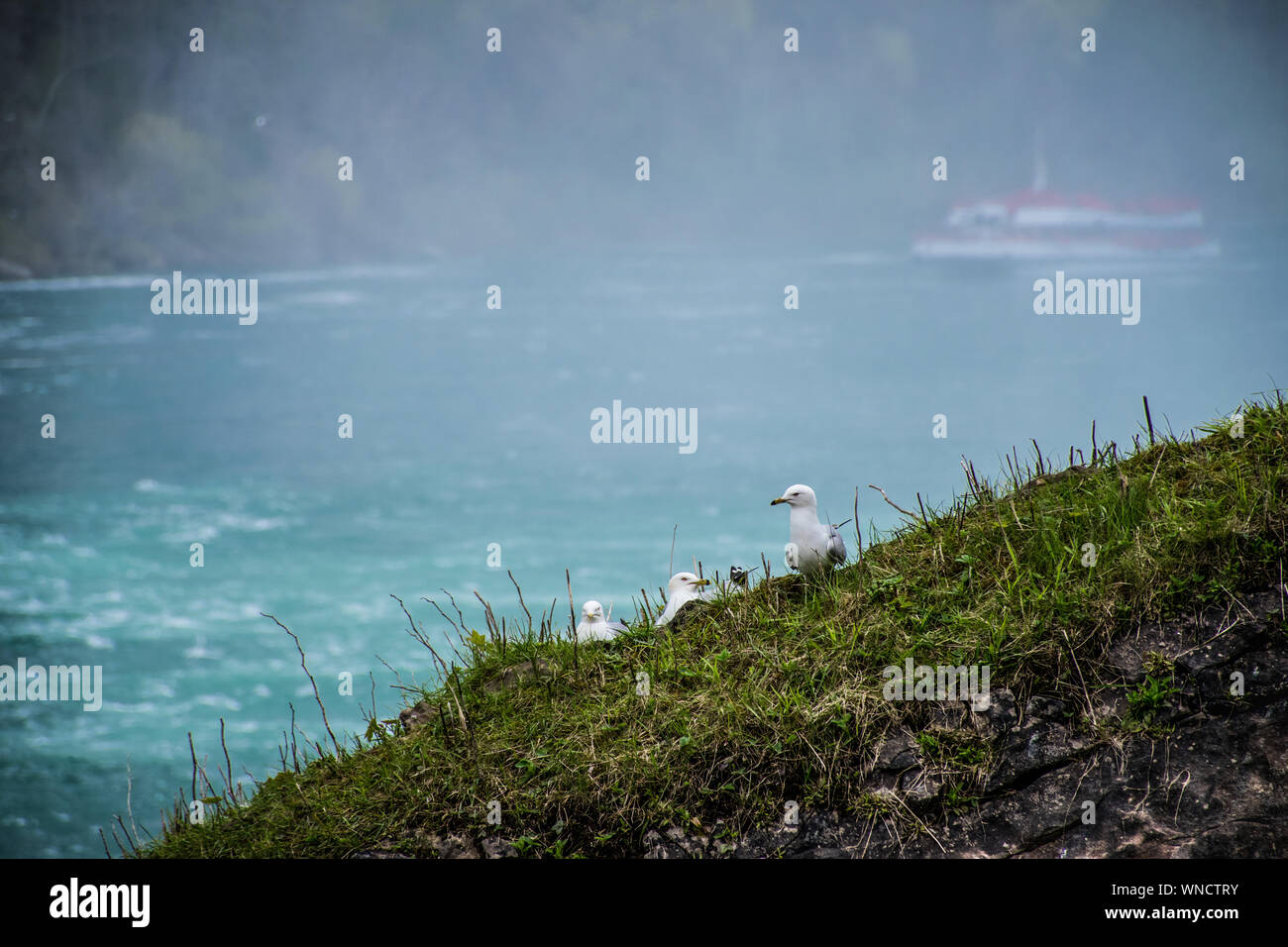 Cute Seagulls On The Shore At Niagara Falls Stock Photo - Alamy