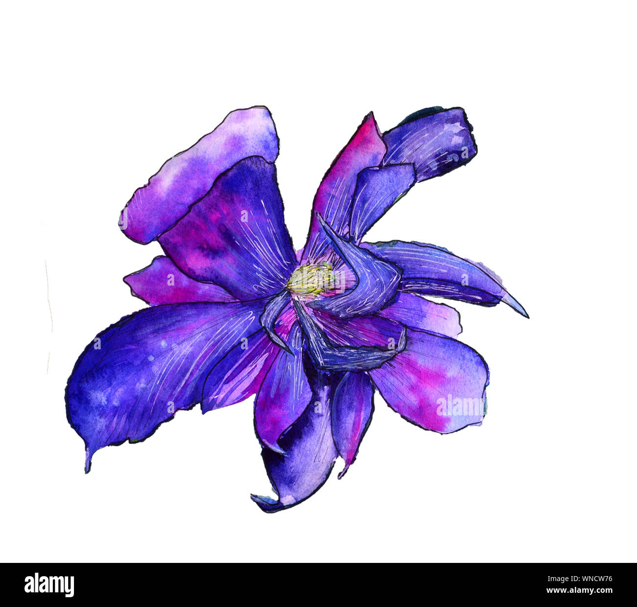Wildflower clematis flower in a watercolor style isolated Stock Photo