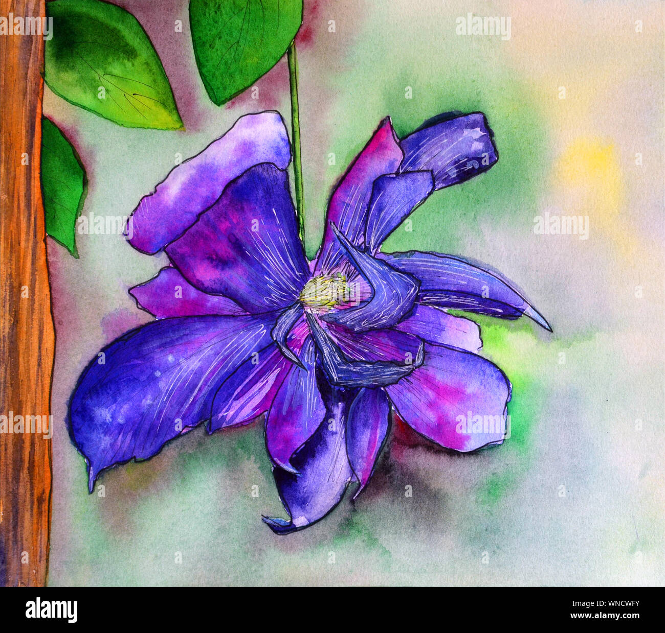 Wildflower clematis flower in a watercolor style Stock Photo