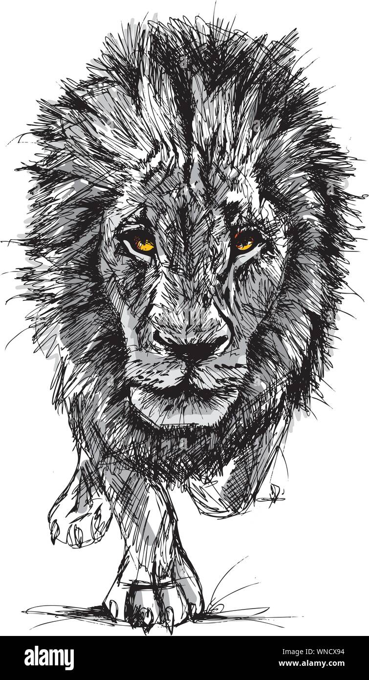 How To Draw Lion - Lion Drawing Images Easy Transparent PNG - 678x600 -  Free Download on NicePNG