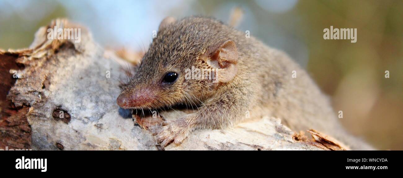 Close-up Of A Cute Small Animal Stock Photo