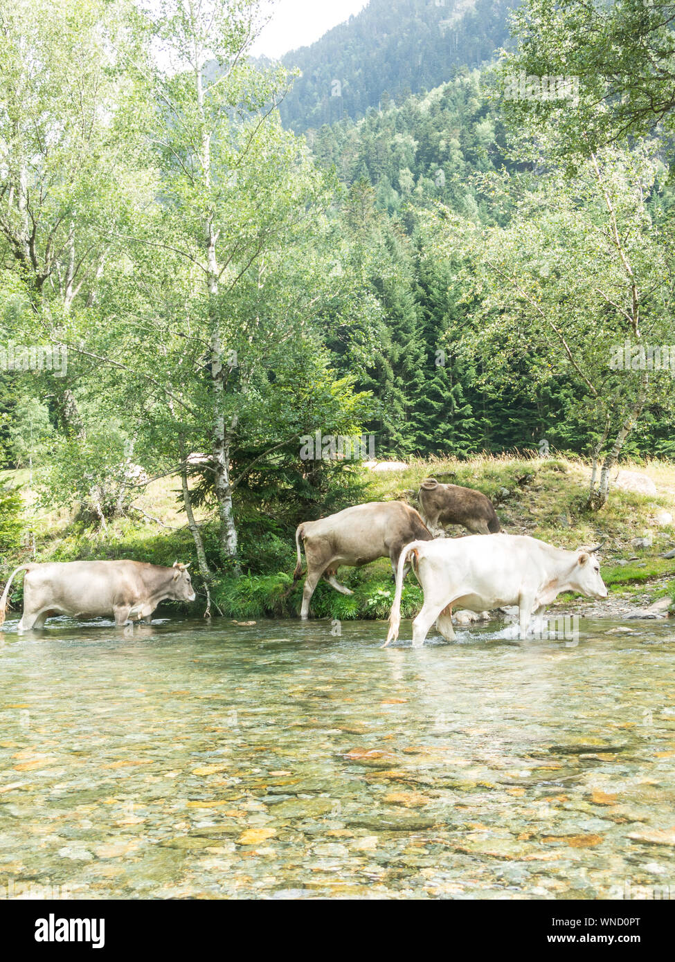 Herd of cows grazing in the Pla De Boavi; in the province of Lleida, in the Catalan Pyrenees. Catalonia, Spain, Europe. Stock Photo