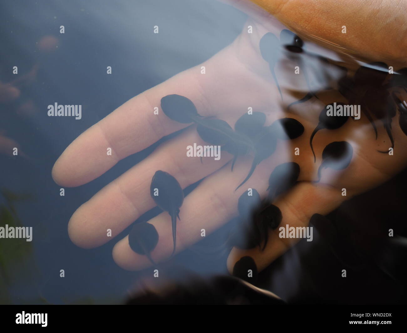 Touching fish pond hires stock photography and images Alamy