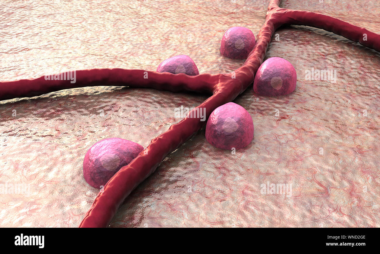 insulin and leukocytes inside the blood vessel Stock Photo