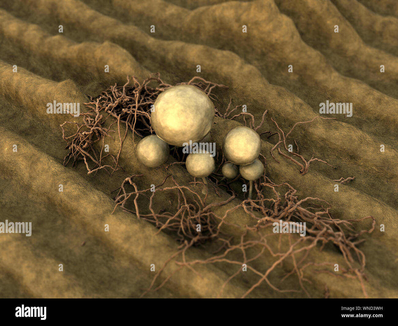 Mold spores, fungus on the leather surface, landscape of microworld