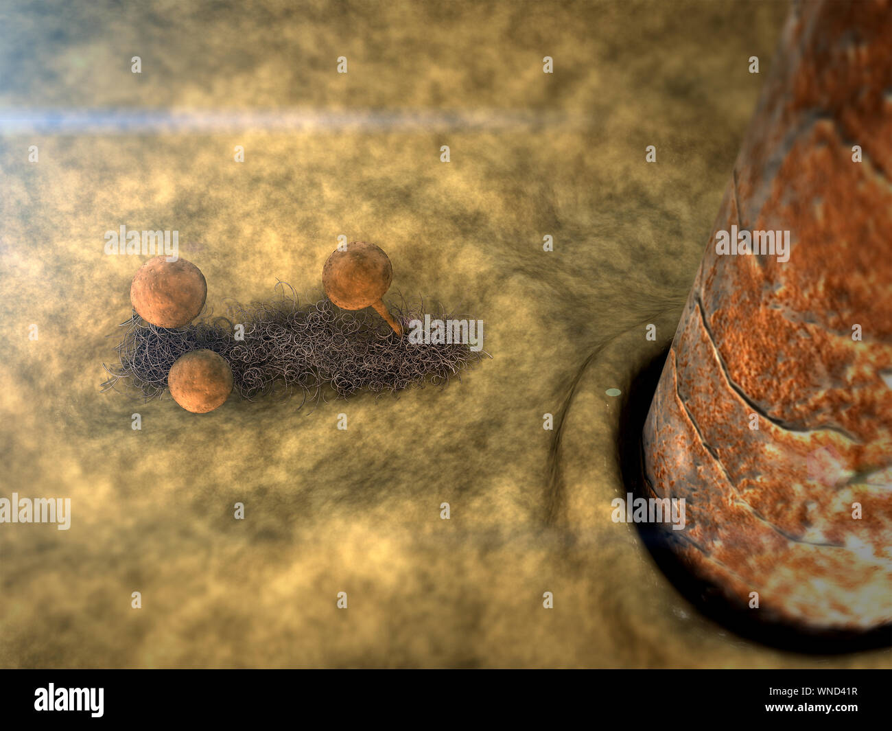 Root hair cell micrograph hi-res stock photography and images - Alamy