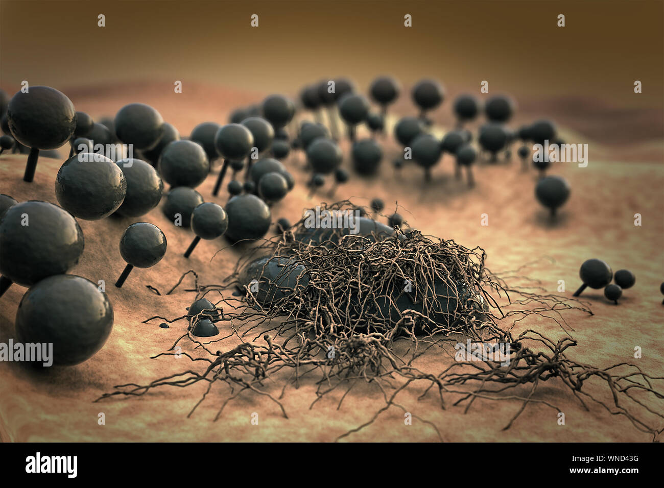 Mold spores, fungus on the leather surface, landscape of microworld