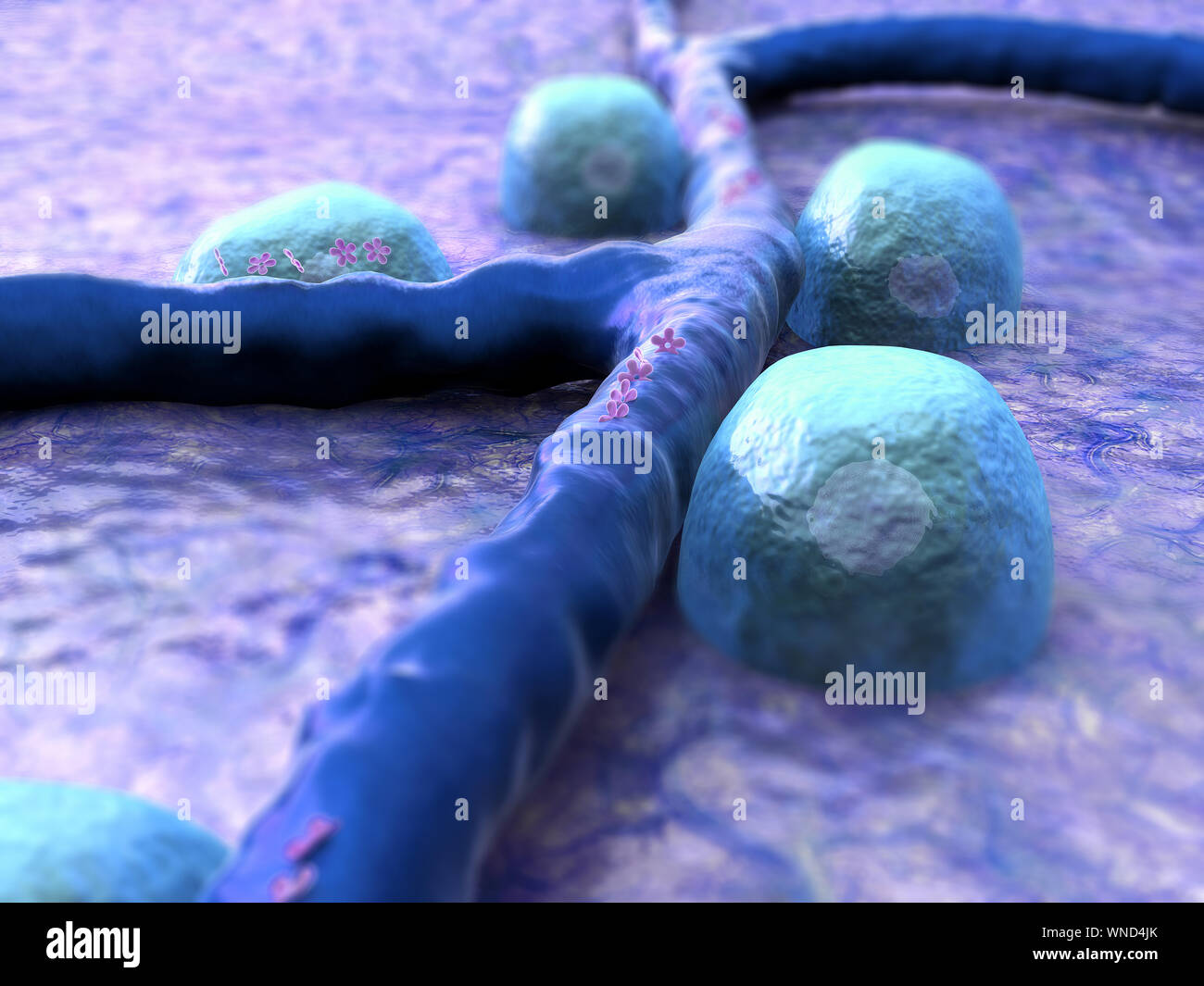 Beta cells on the pancreas surface Stock Photo