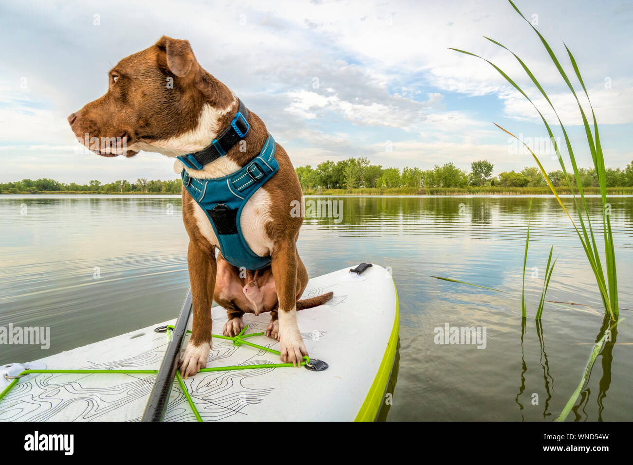 Pit bull terrier dog on an inflatable stand up paddleboard, summer scenery with green reeds