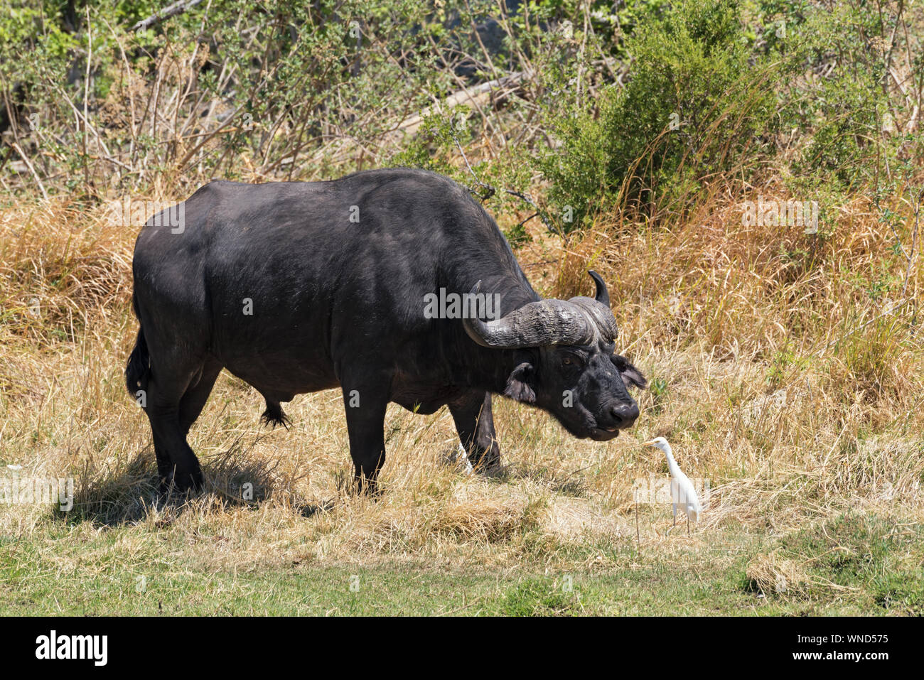 Water buffalo and Cattle egret in Moremi Park Botswana Stock Photo