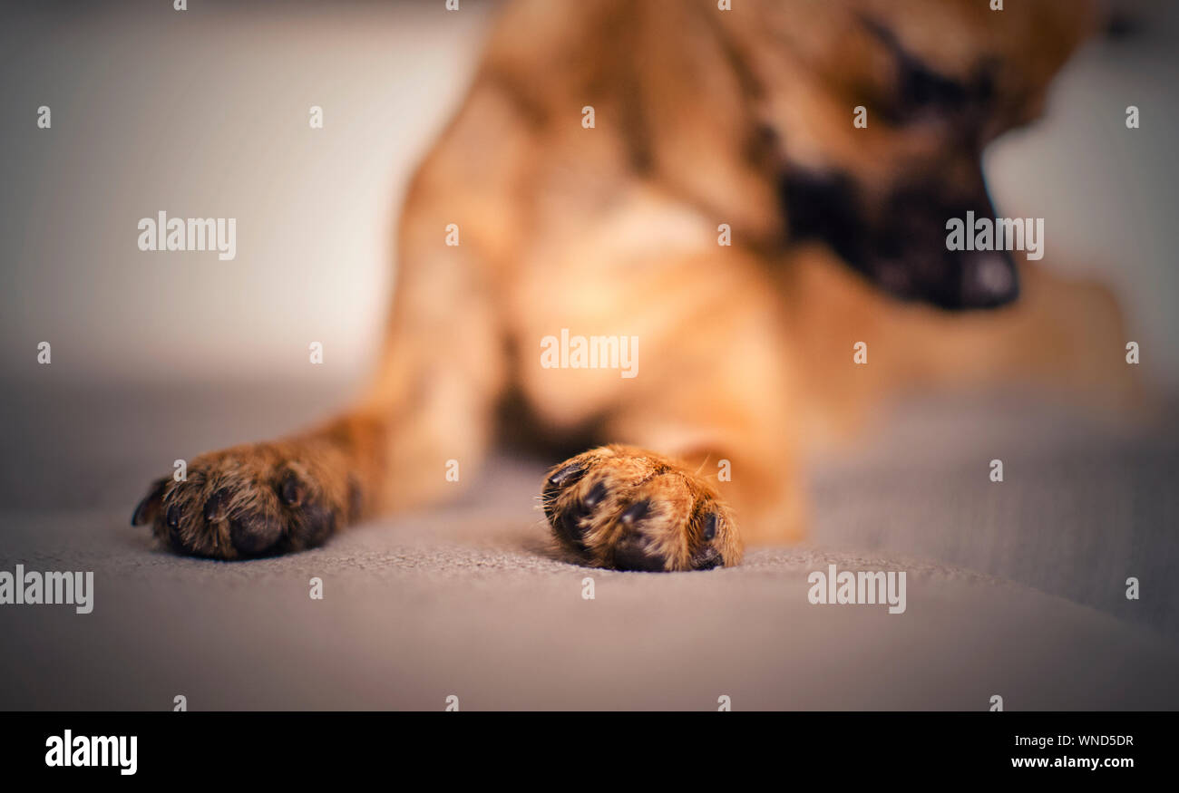 Closeup of paws of a brown chihuahua lying on a grey couch.  Selective focus.  Blurred background Stock Photo