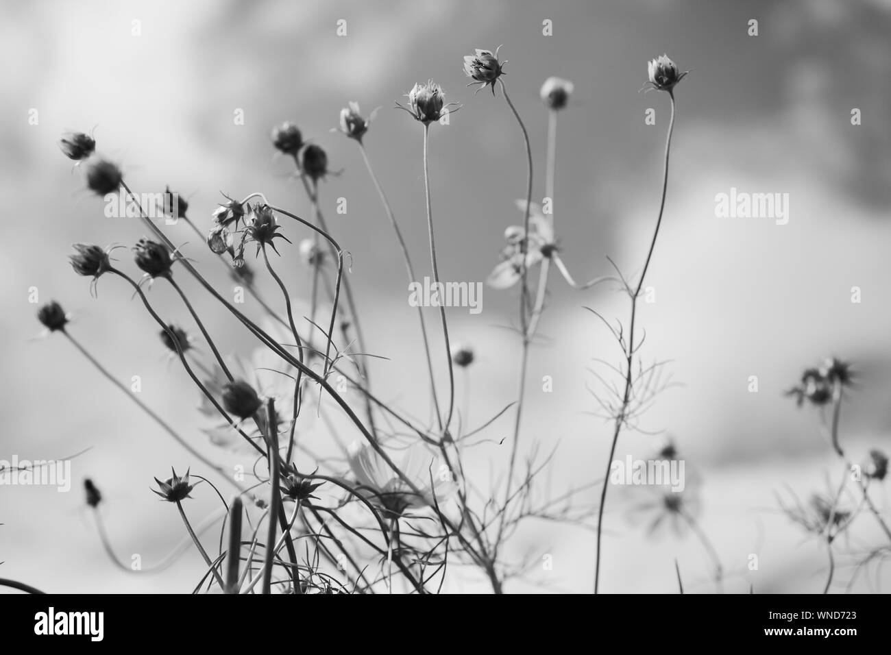 Wildflowers Wildflower Black and White Stock Photos & Images - Alamy