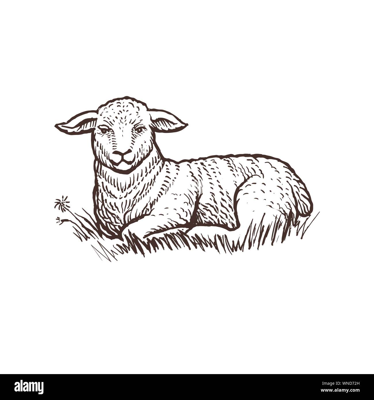 Lamb farm animal sketch, isolated lamb mammal on the white ...