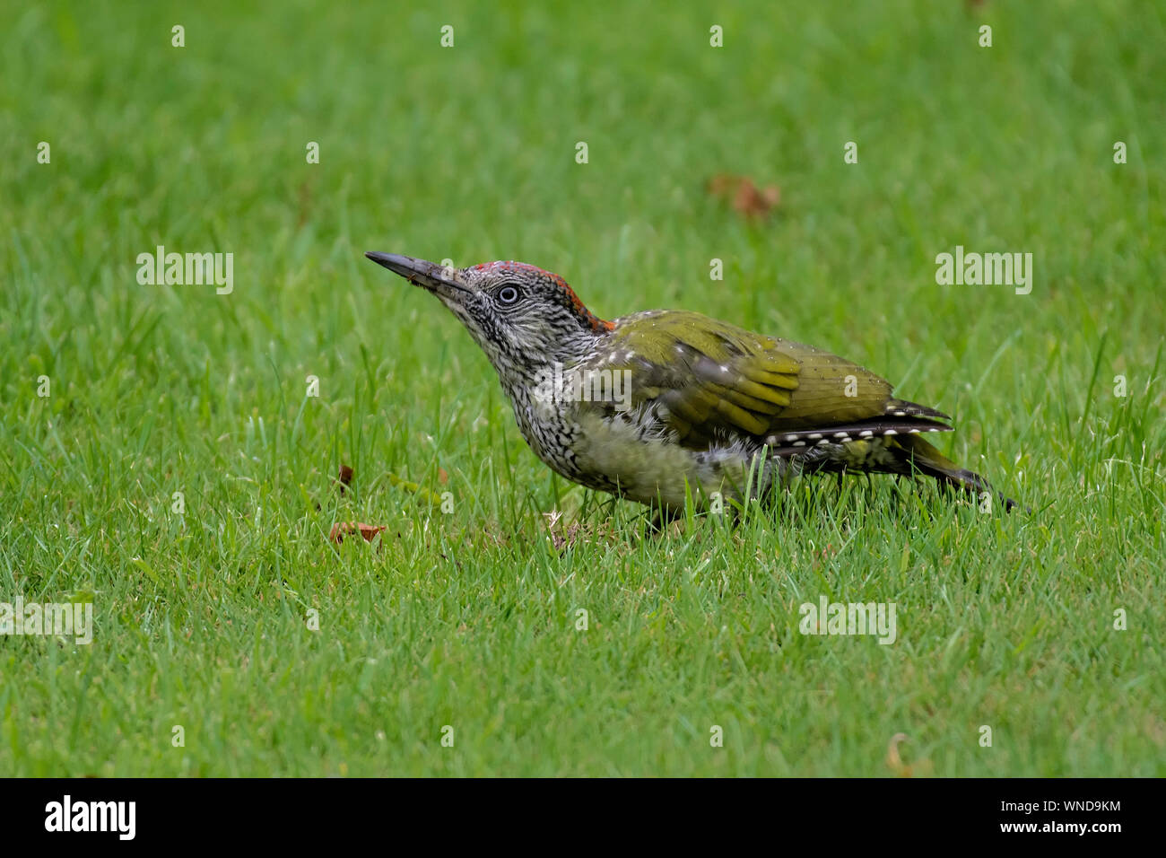 Green Woodpecker(Picus viridis) anting on a garden lawn in Norfolk. Stock Photo