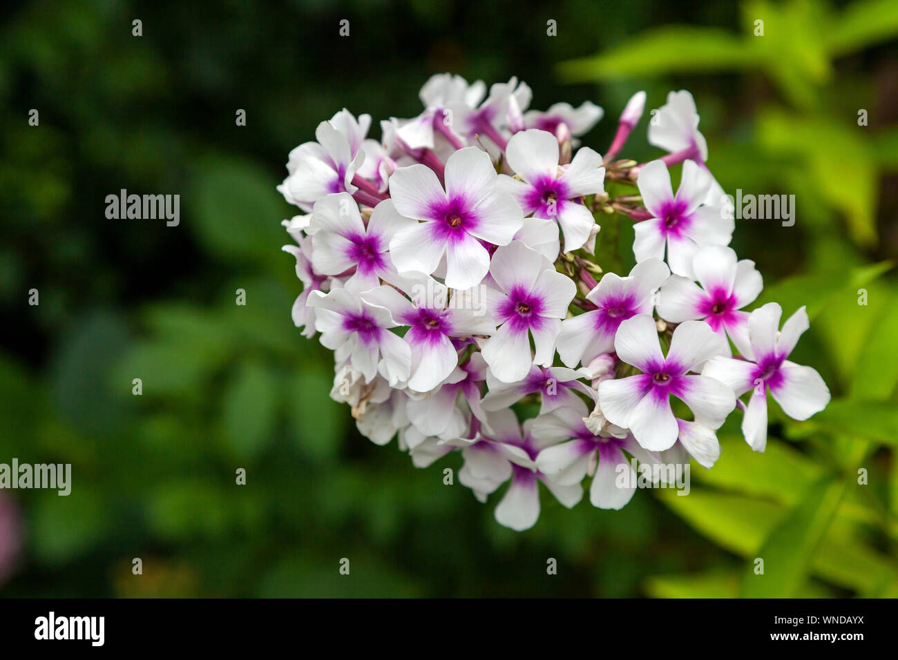Close-up beautiful fresh white and pink royal phlox flower on a background of green grass grows in a home garden, top view. Flowering garden flowers Stock Photo