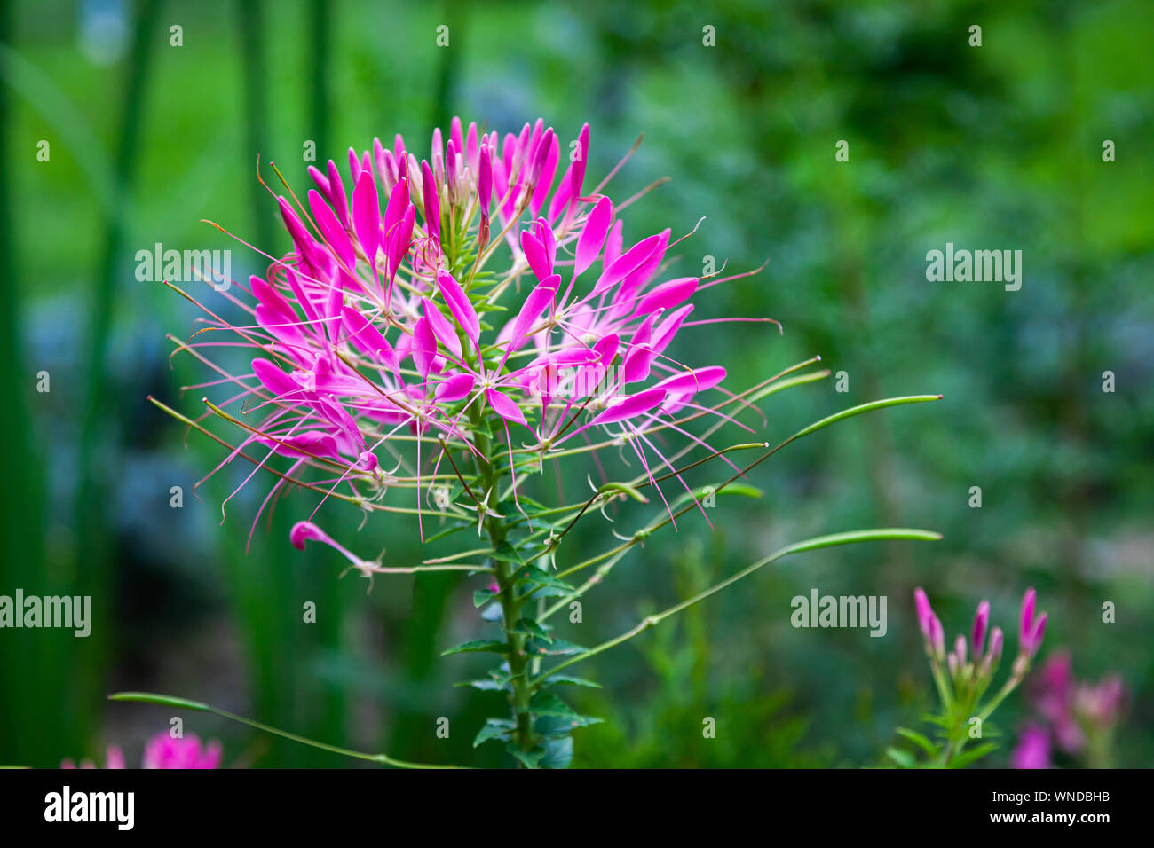 Close-up beautiful fresh pink spider cleoma on a background of green grass grows in a home garden, top view. Flowering garden flowers Stock Photo