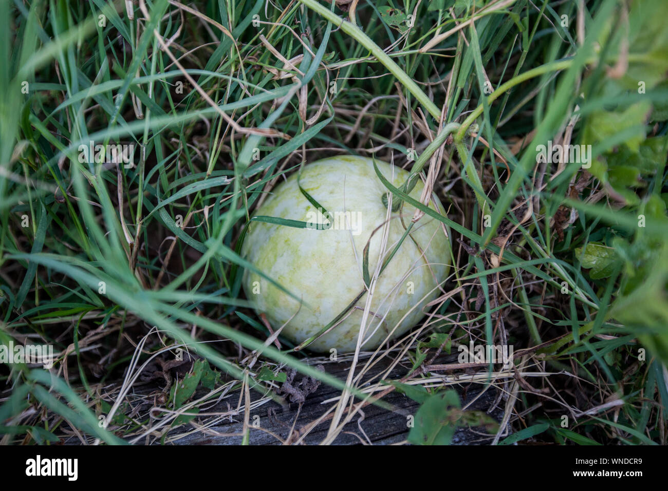 Unripe watermelon garden hi-res stock photography and images - Alamy