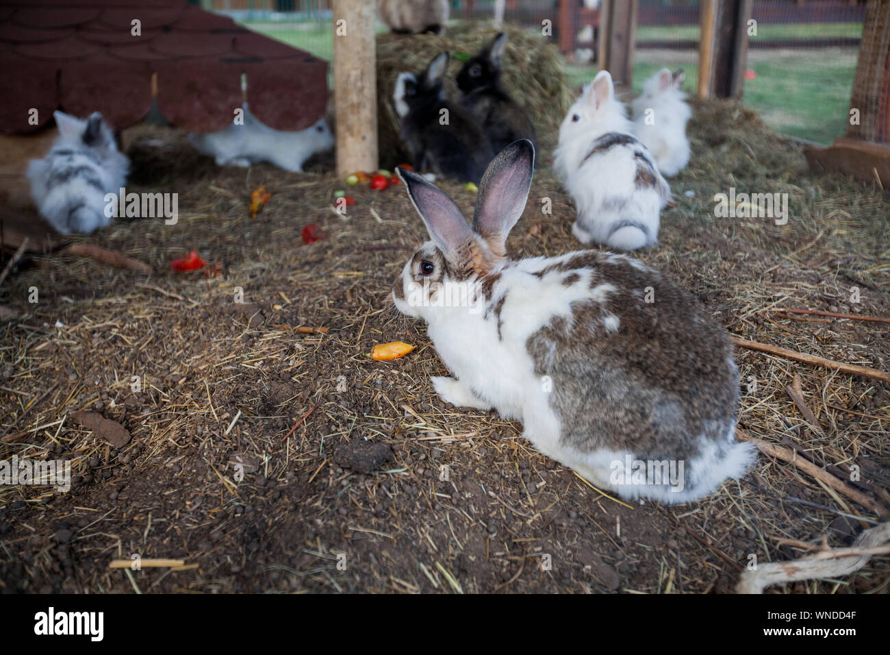 Funny cute rabbits at rabbits box on the rural ranch. Stock Photo