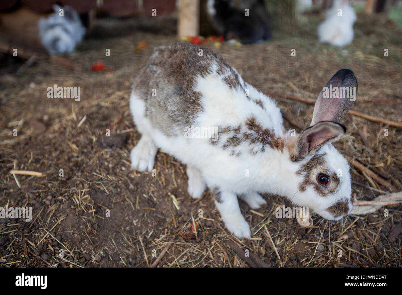 Funny cute rabbits at rabbits box on the rural ranch Stock Photo Alamy