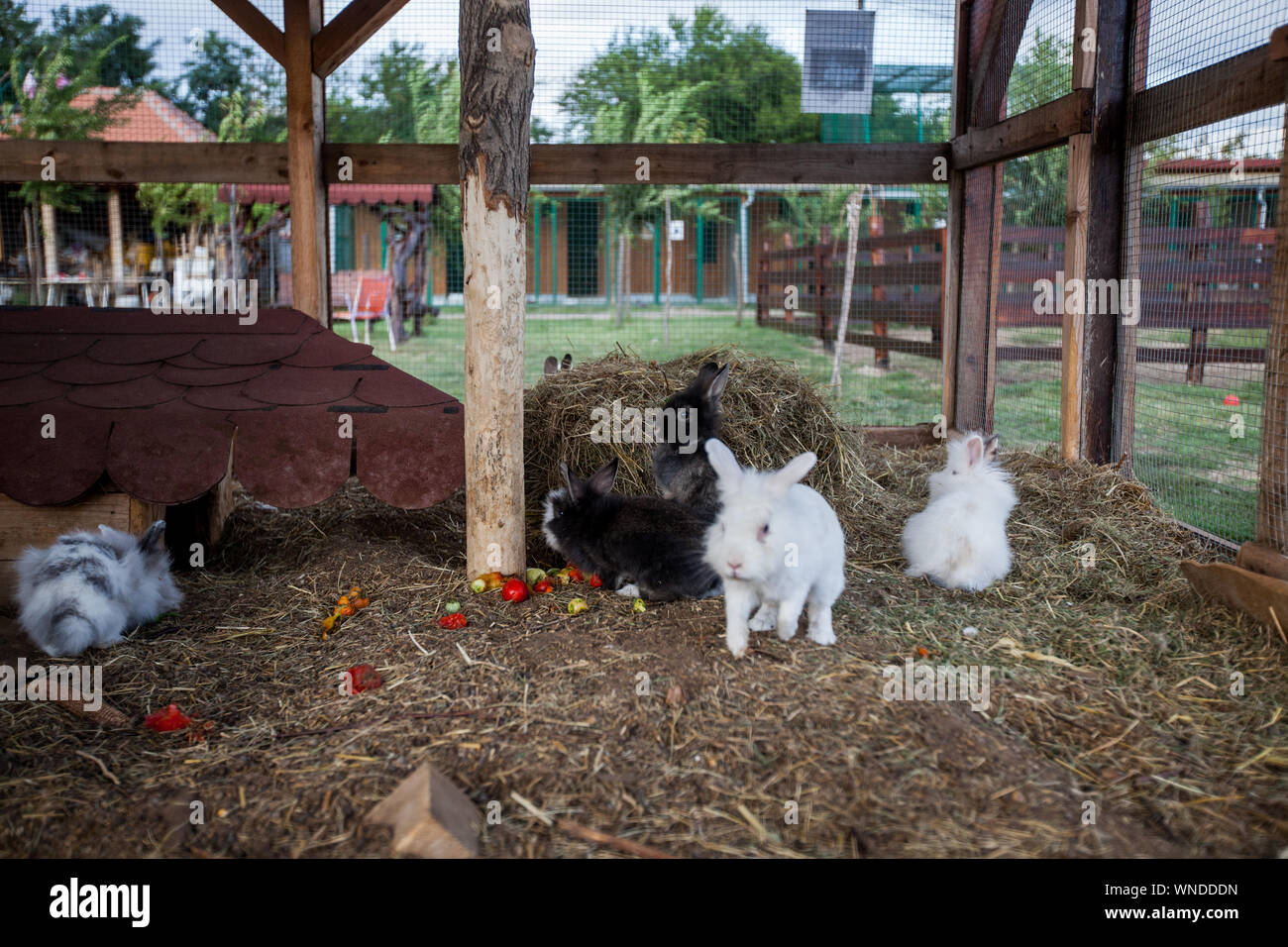 Funny cute rabbits at rabbits box on the rural ranch Stock Photo Alamy