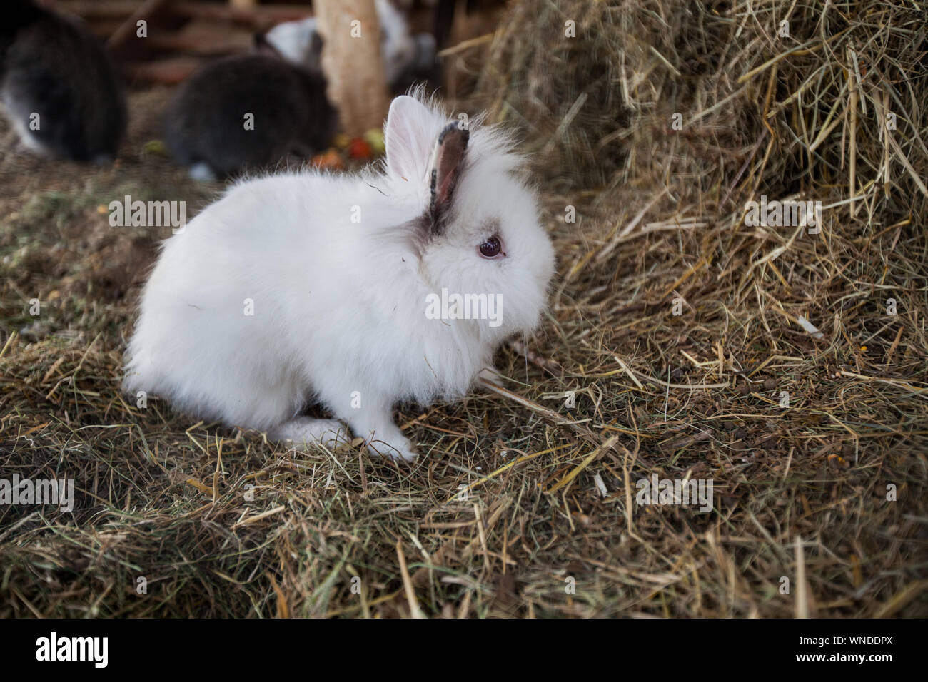 Bunny ranch hi-res stock photography and images - Alamy