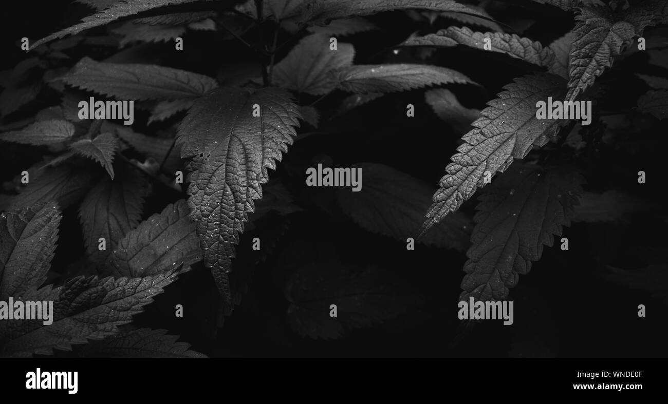 nature around us Stock Photo Alamy