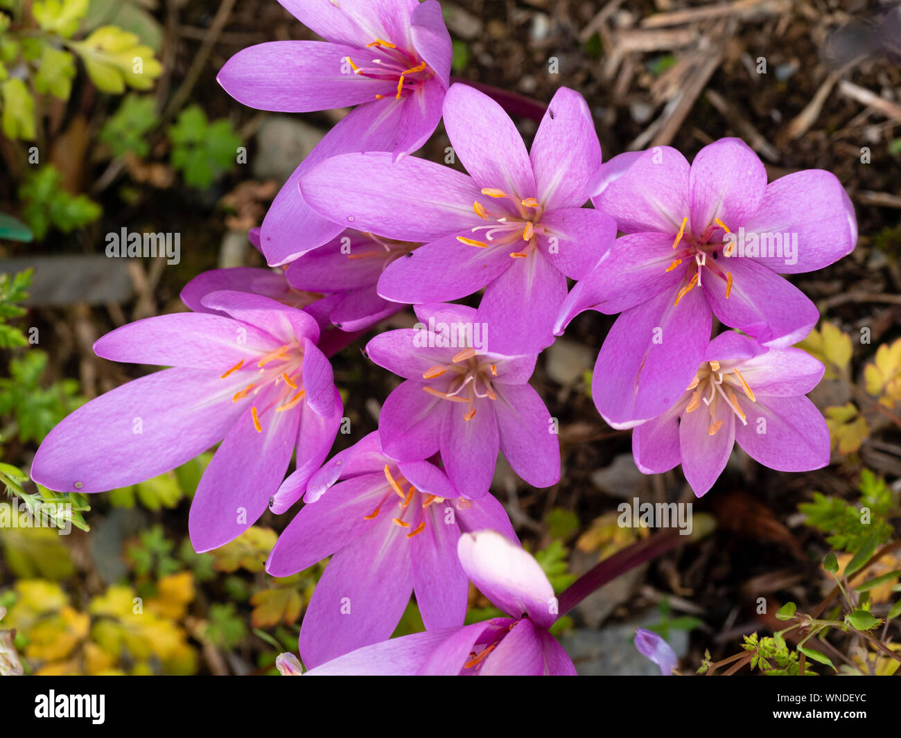 Overhead view of the pink flowers of autumn flowering meadow saffron, Colchicum autumnale 'Nancy Lindsay' Stock Photo