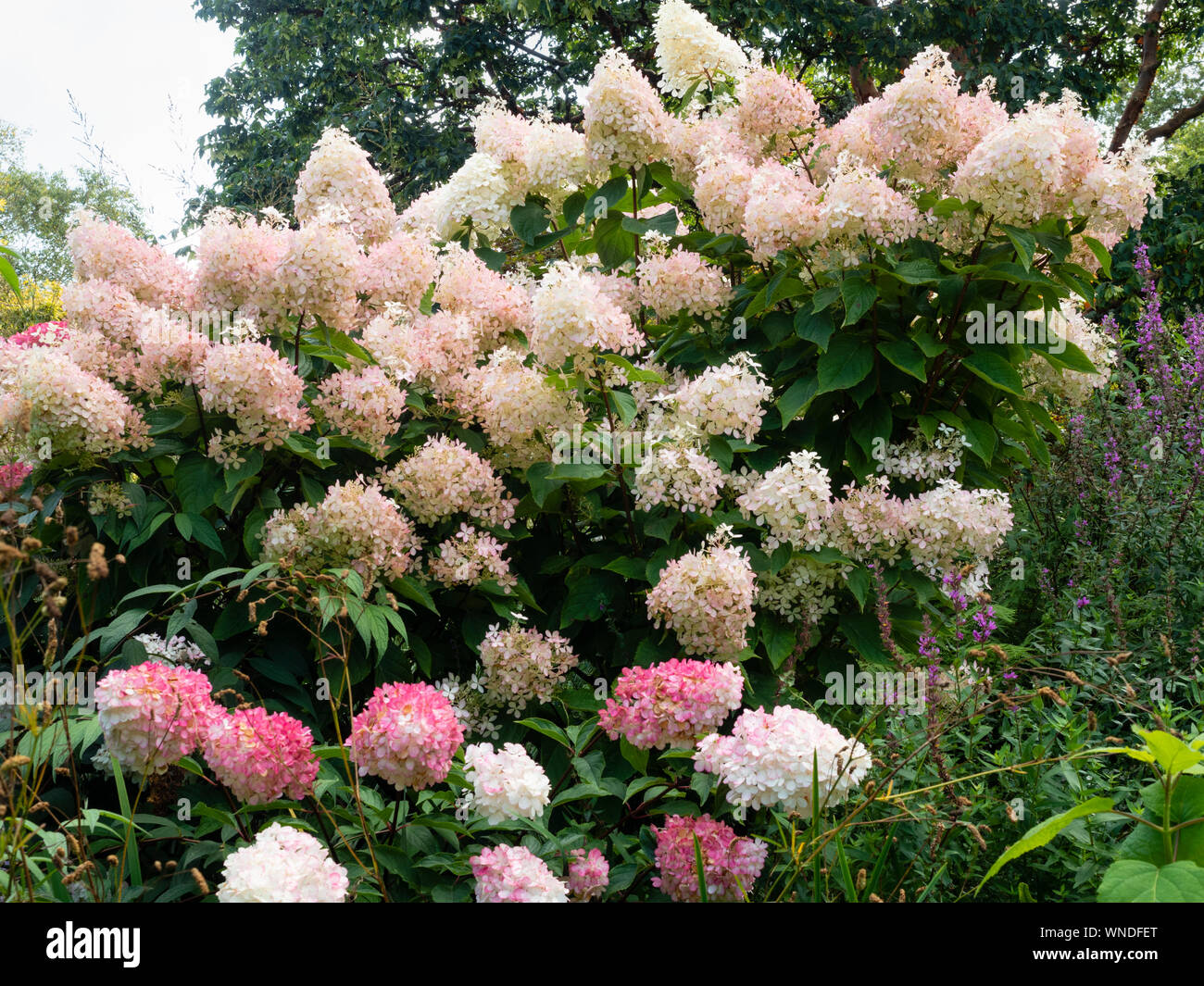 Pink tinged white flower heads of the late summer to autumn blooming hardy garden shrub, Hydrangea paniculata 'Vanille Fraise' Stock Photo