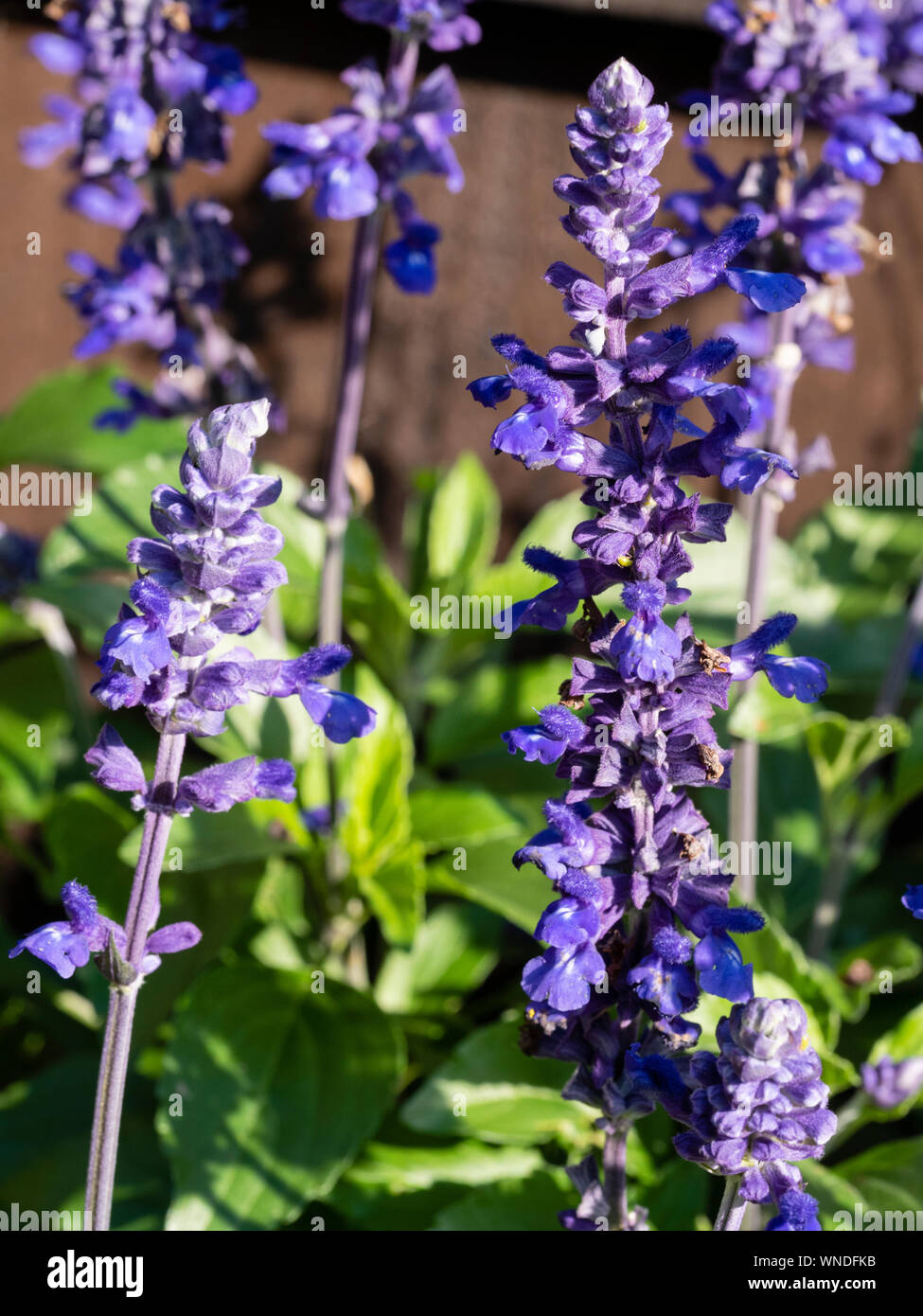 Summer spikes of the blue flowered perennial sage, Salvia 'Mystic Spires Blue' Stock Photo