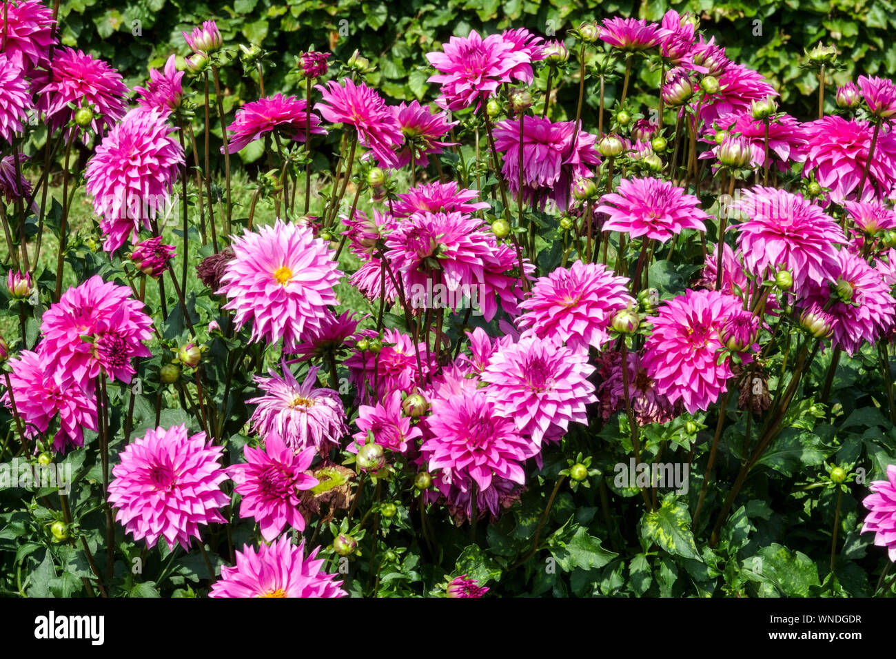 Dahlia flowers garden flower bed border, Dahlia 'Betelgeuse' Pink Dahlias flowerbed Stock Photo