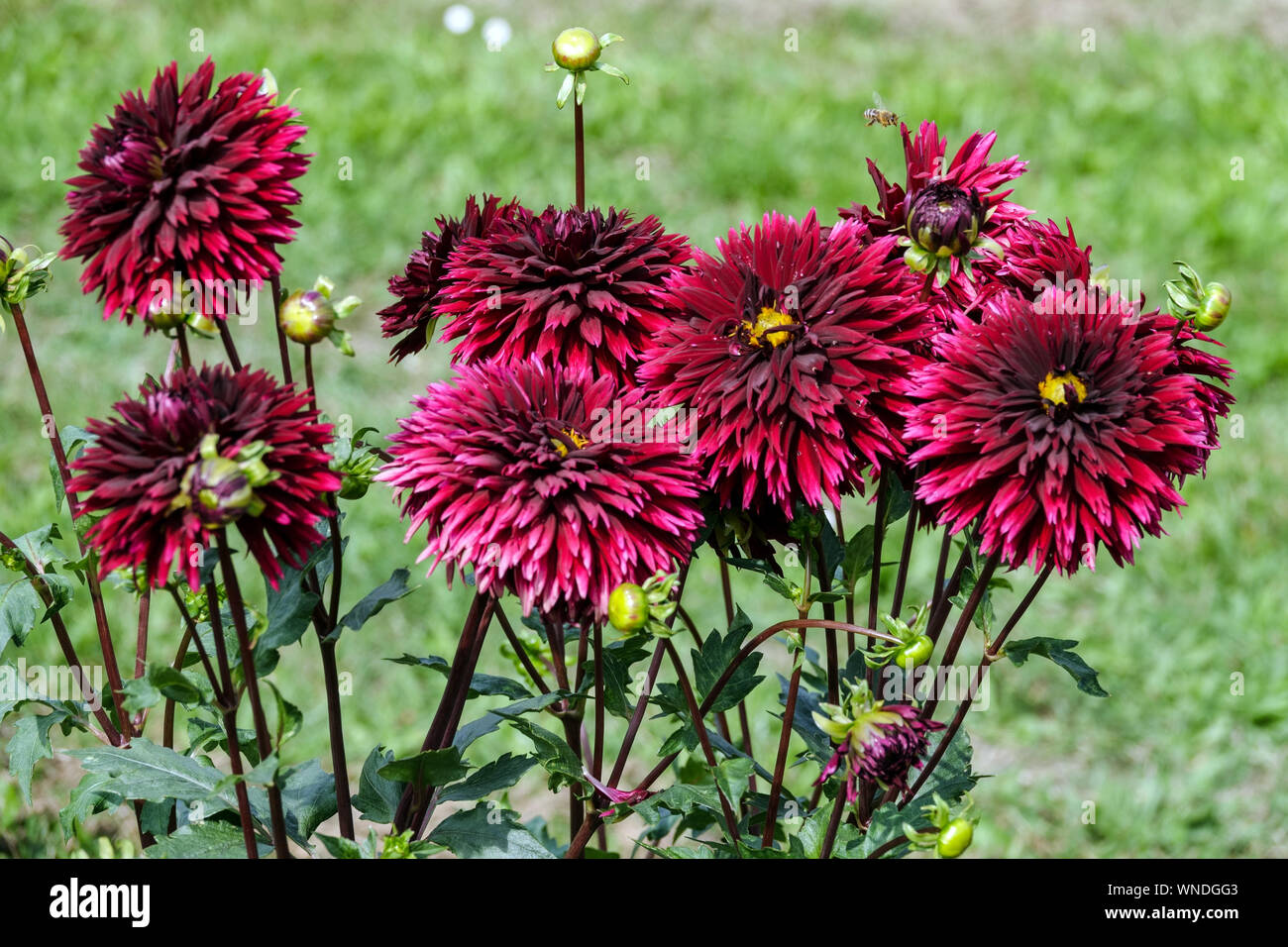 Dark red border hi-res stock photography and images - Alamy