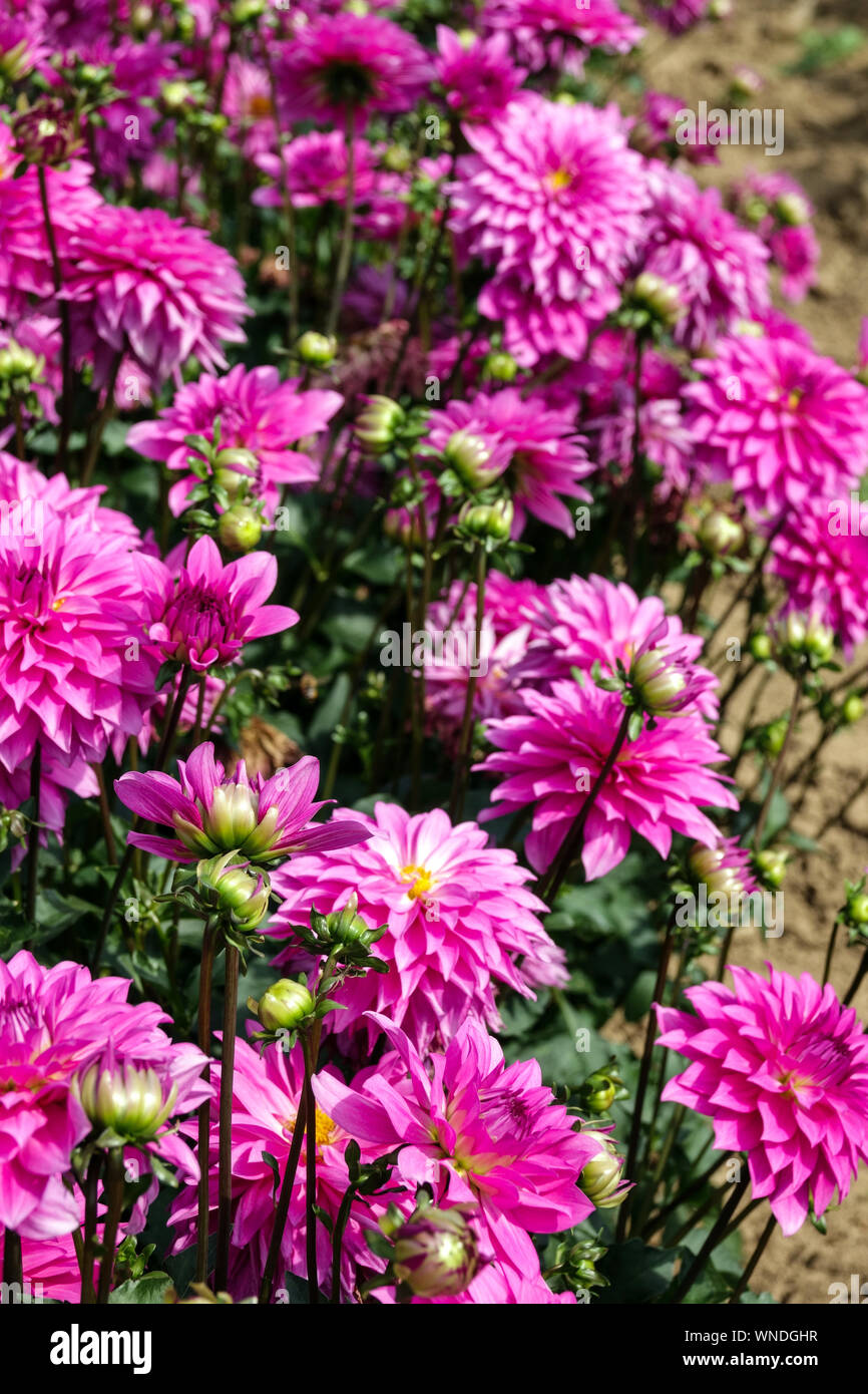 Dahlias flower bed flowers garden border, Dahlia 'Betelgeuse' Stock Photo