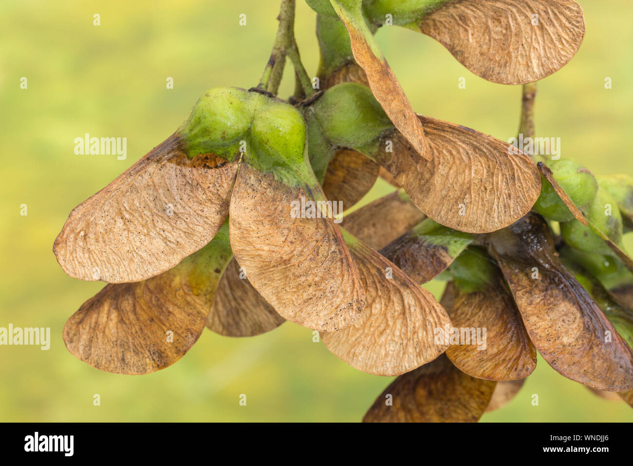 Macro Acer pseudoplatanus / Sycamore tree seeds. A member of the Maple