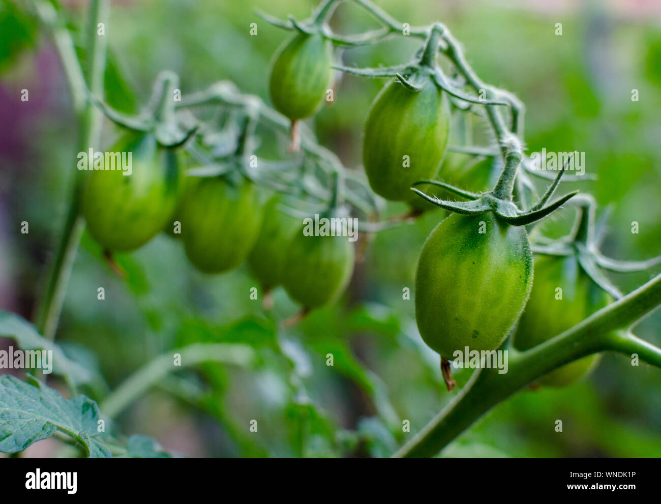 Growing green young tomatoes hi-res stock photography and images - Alamy