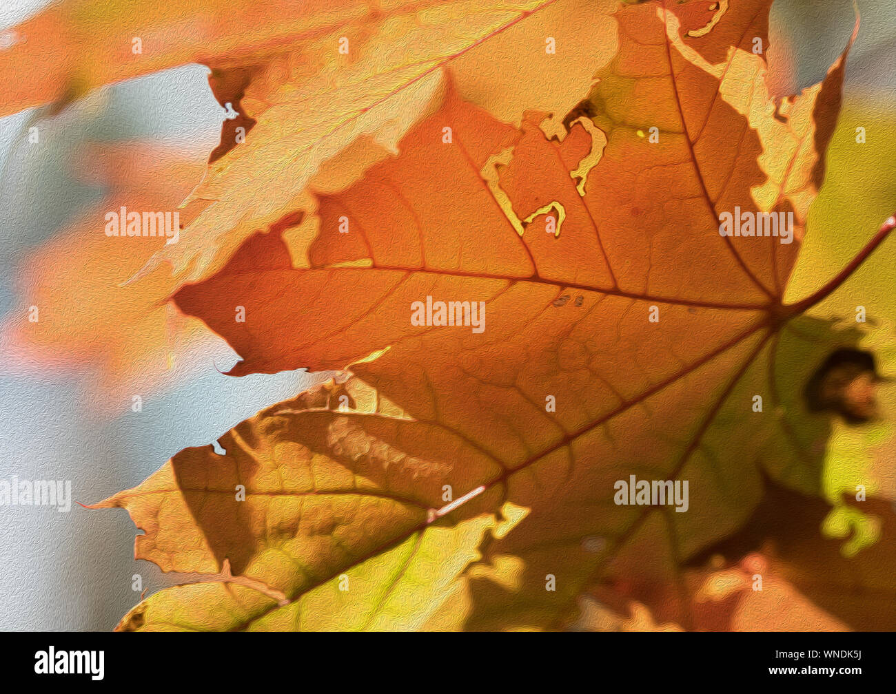 Maple tree with orange leaves in autumn forest at nice sunny day. Close-up view. Oil paint ...
