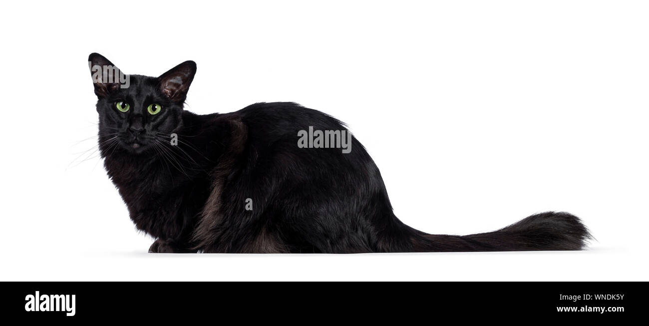 Pretty young adult solid black Balinese / Oriental Longhair cat ...