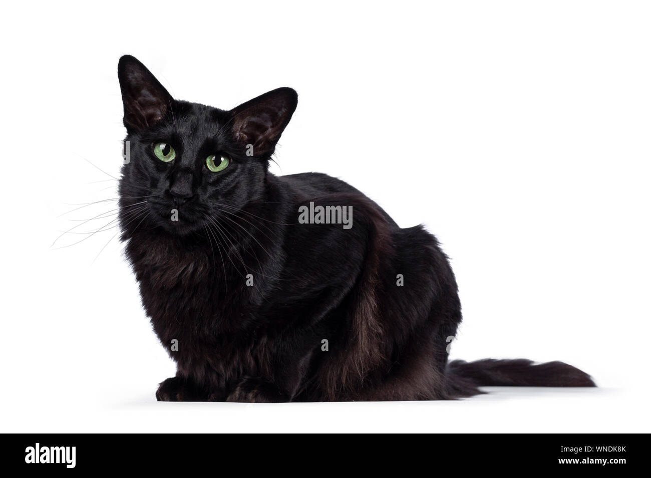 Pretty young adult solid black Balinese / Oriental Longhair cat, laying down side ways. Looking at camera with mesmerizing green eyes. Stock Photo