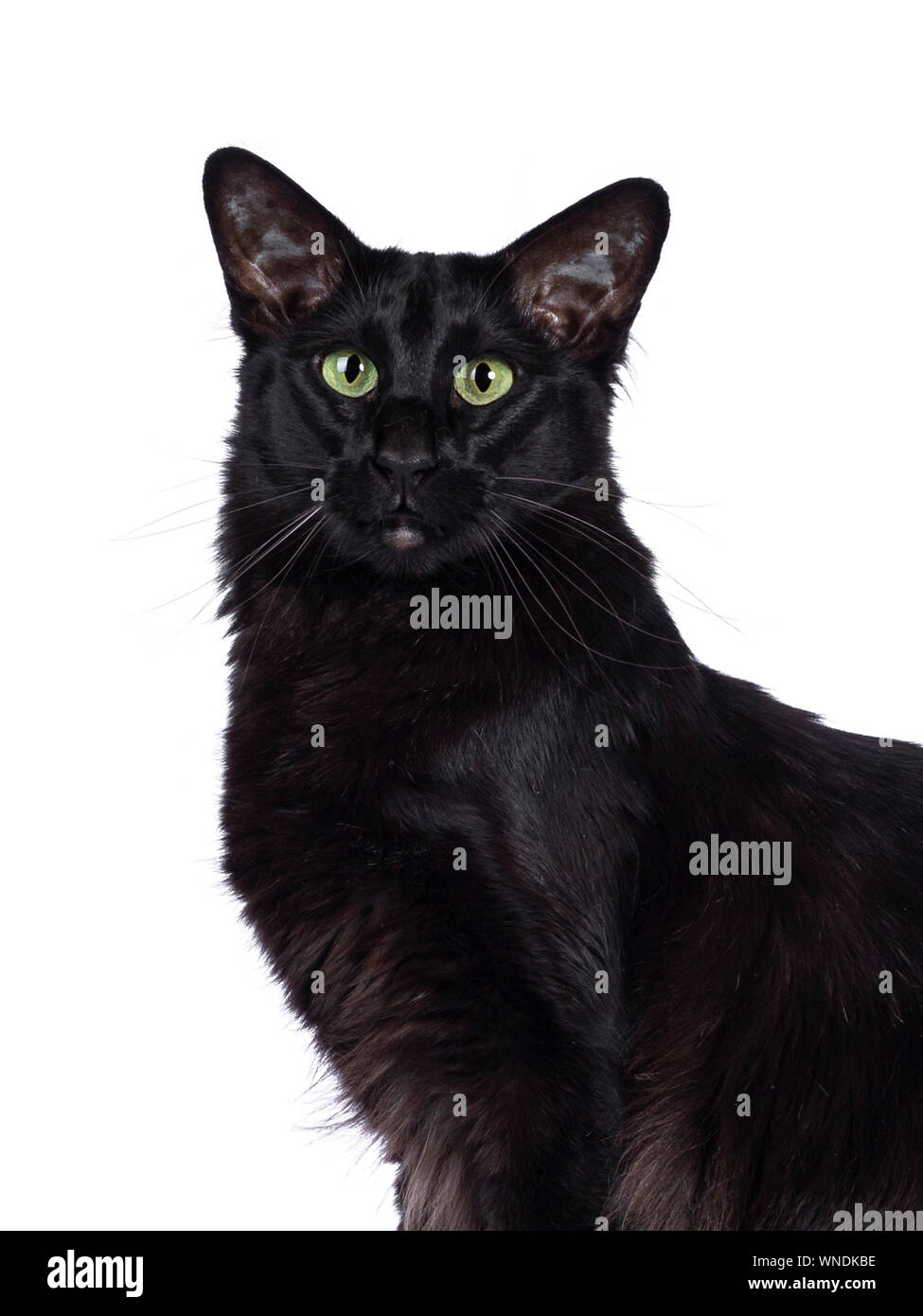 Oriental Longhair Domestic Cat Stock Photos Oriental Longhair