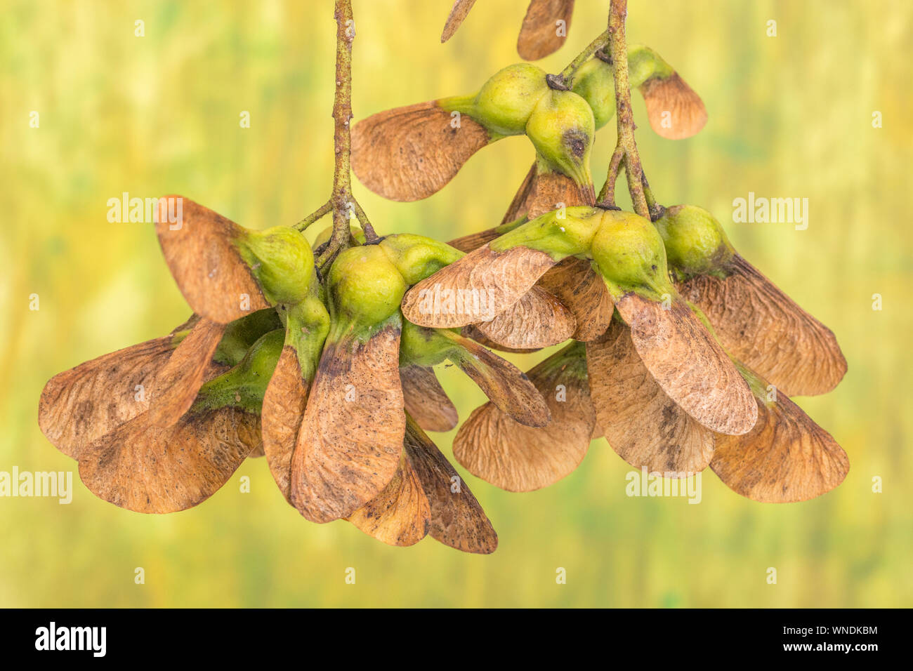 Macro Acer pseudoplatanus / Sycamore tree seeds. A member of the Maple