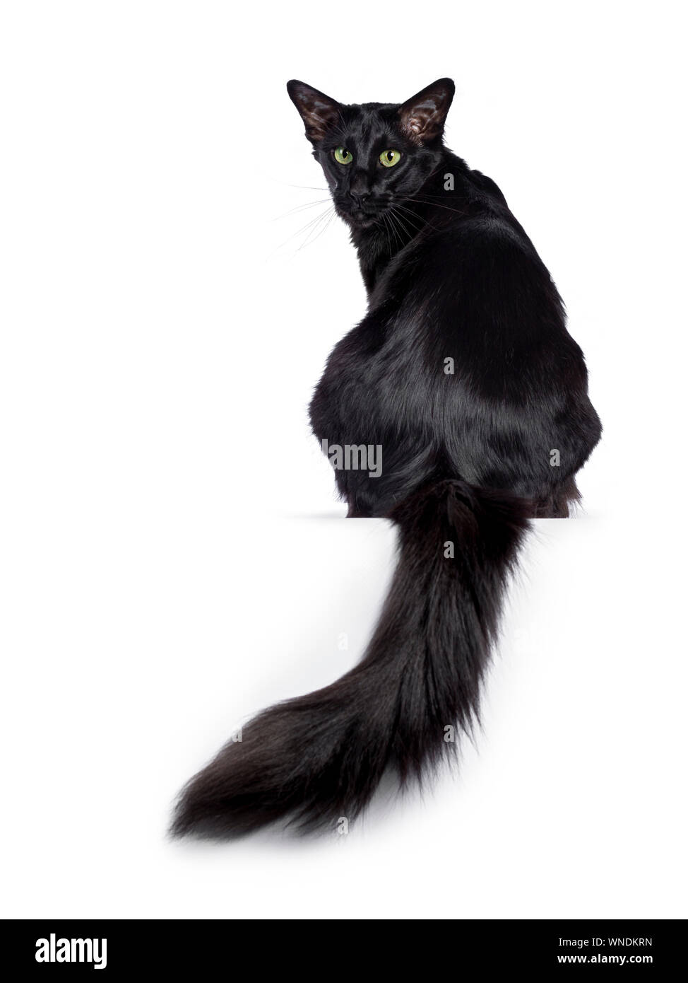 Pretty young adult solid black Balinese / Oriental Longhair cat, sitting backwards. Looking over shoulder straight at camera with mesmerizing green ey Stock Photo