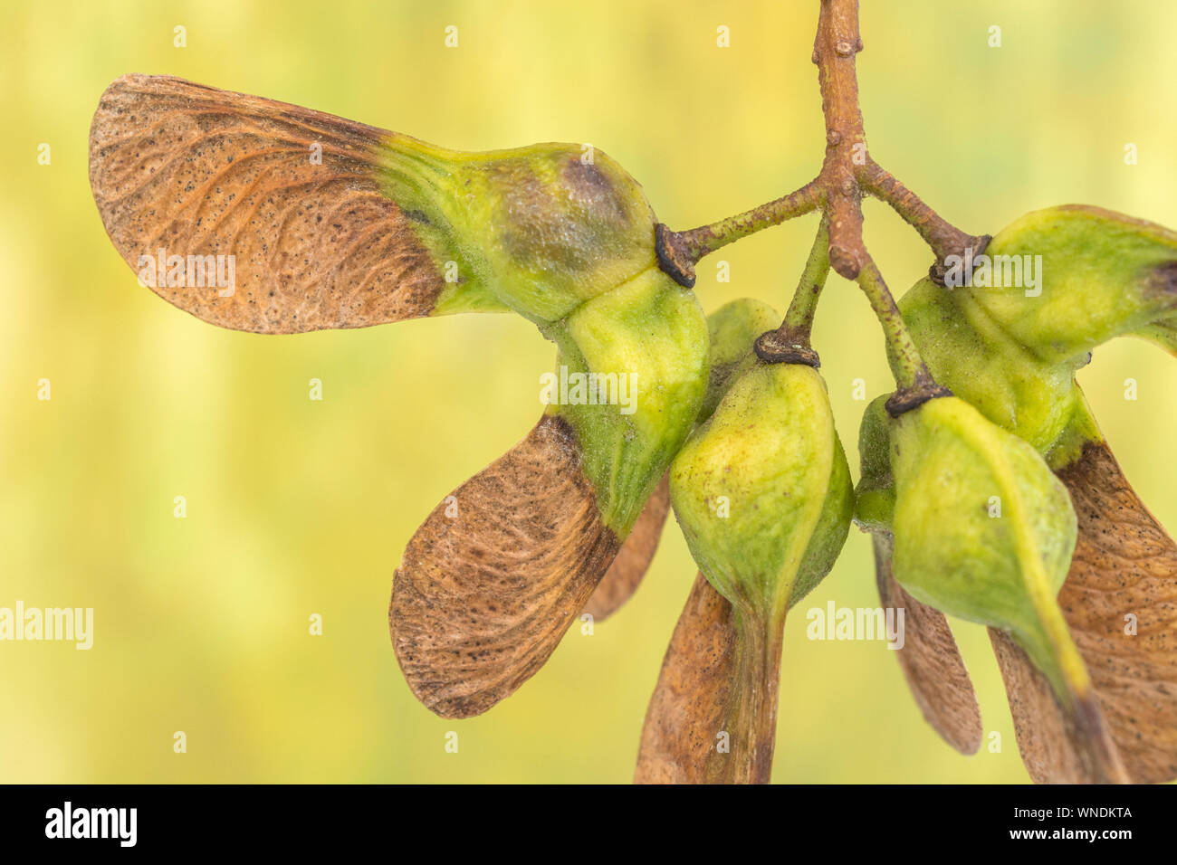 Macro Acer pseudoplatanus / Sycamore tree seeds. A member of the Maple