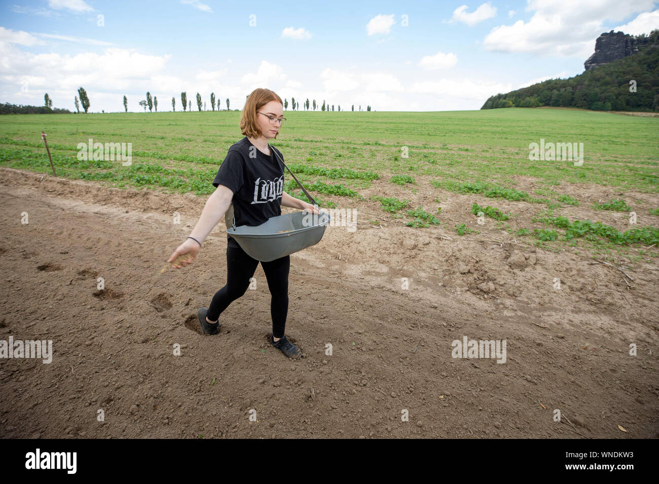 Ebenheit, Germany. 05th Sep, 2019. Luisa Koblitz scatters flower seeds on the 600-metre-long strip of flowers at the edge of a field. The Saxony-wide campaign started in the Saxon flatness near Königstein. The aim is to preserve the diversity of flowers and animals on green strips. Credit: Daniel Schäfer/dpa-Zentralbild/ZB/dpa/Alamy Live News Stock Photo