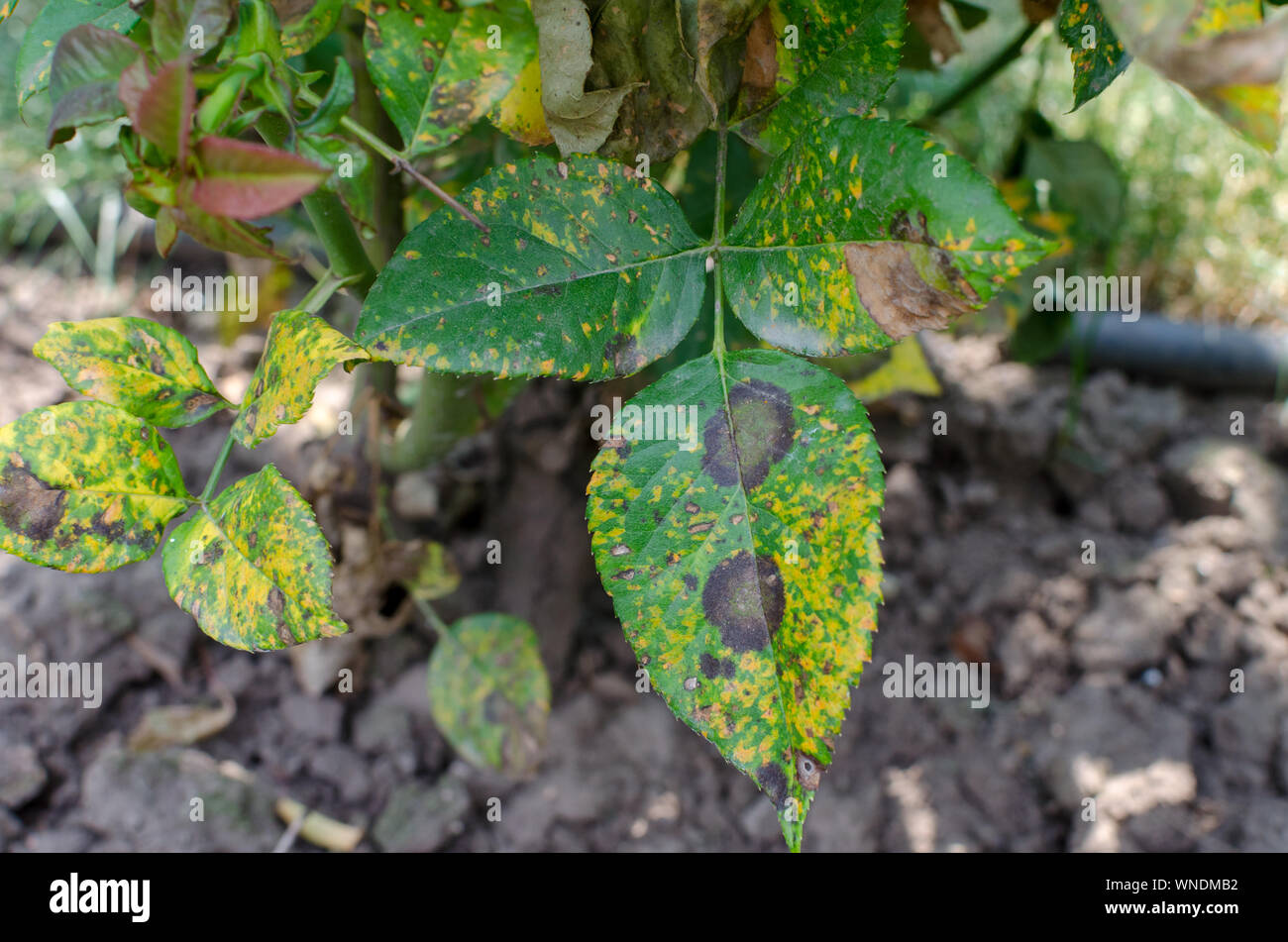 Rust fungus, caused by Phragmidium fungus affectes rose leaves. Close up. Stock Photo