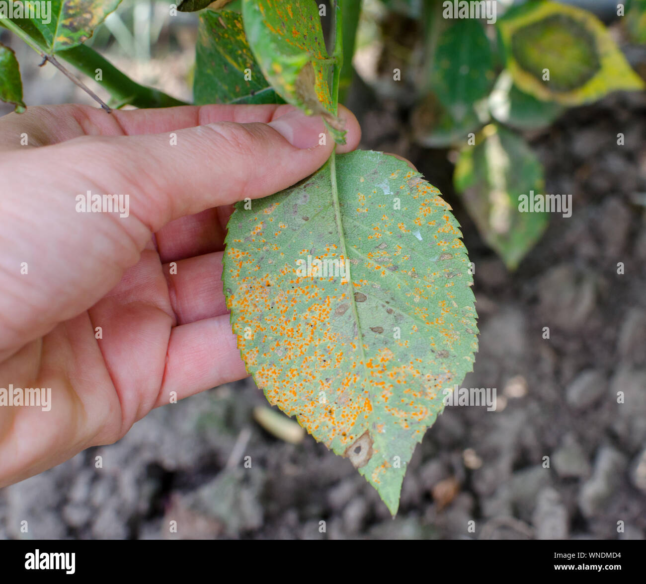 Rust fungus, caused by Phragmidium fungus affectes rose leaves. Close up. Stock Photo