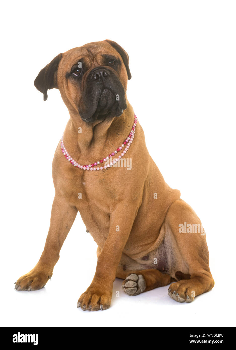 Brown Bull Mastiff Wearing Pearl Necklace Over White Background Stock Photo