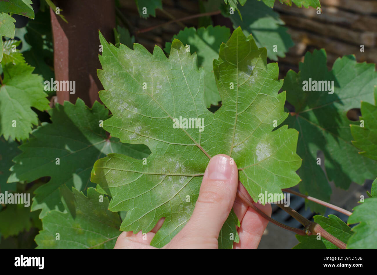 Close-up of vine grape leaf affected by Downy Mildew (Plasmopara vitikola) Stock Photo