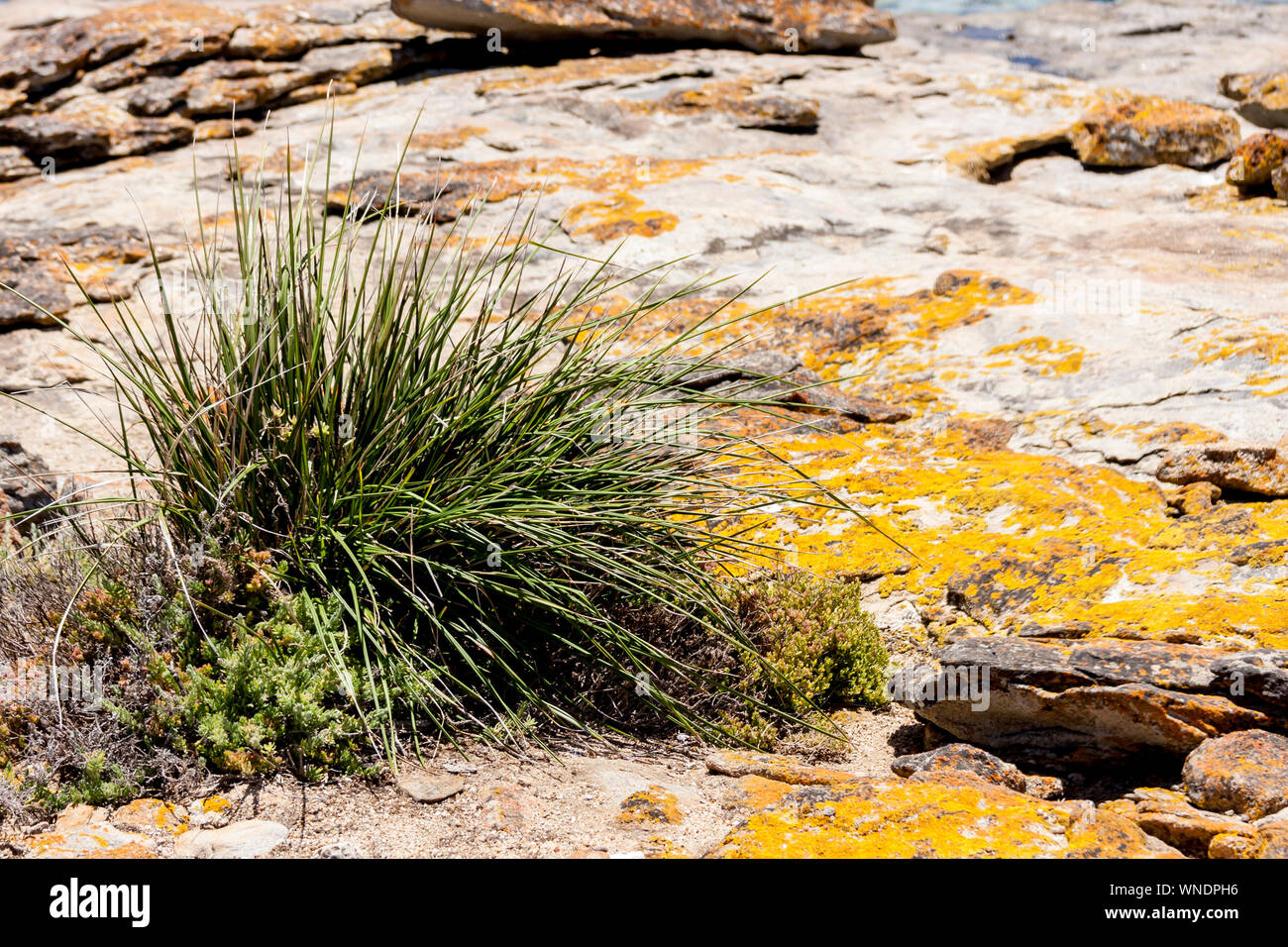 Plants grow on scanty stony soil. Red center in the Australian desert,  outback in Northern Territory, Australia Stock Photo - Alamy