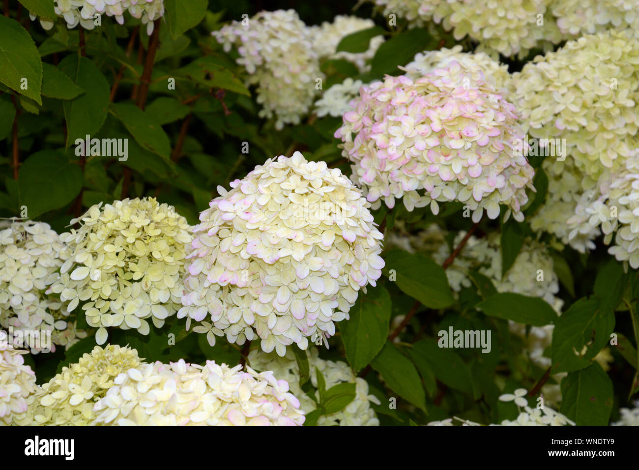 Hydrangea Paniculata Pink Beauty Stock Photos Hydrangea