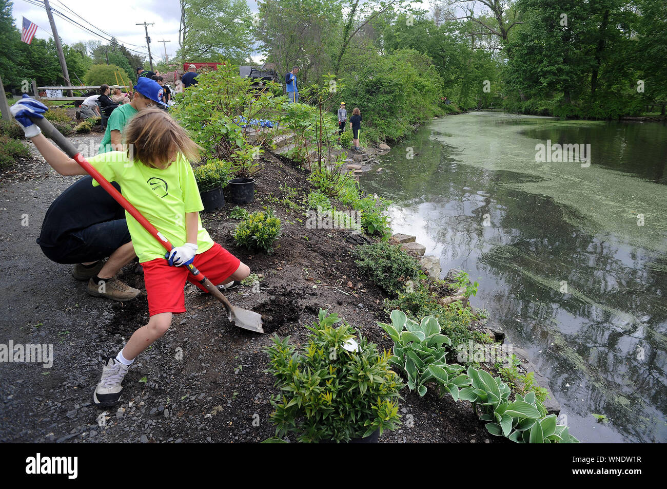 Lukas Ricciardi, of Yardley, Pennsylvania digs a hole to plant a shrub during a community cleanup of Lake Afton to provide some relief for the algae-p Stock Photo