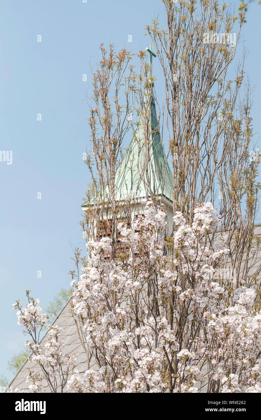 Low Angle View Of Flowering Tree Against Church During Springtime Stock Photo
